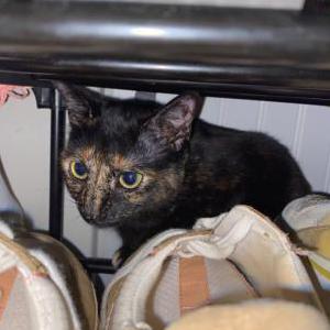 Lost Cat Cheeseburger