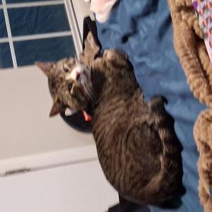 Lost Cat James