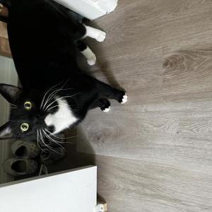 Lost Cat Sukha
