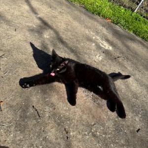 Image of unknown, Lost Cat