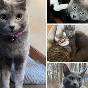 Lost Cat Lavender