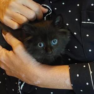 Found Cat Unknown