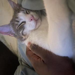 Lost Cat Mimi