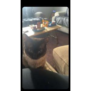 Image of Putters, Lost Cat