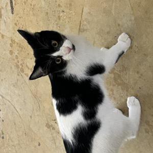 Lost Cat Tora