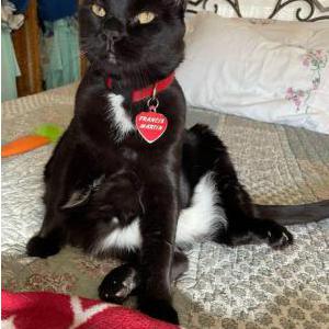 Image of Francis Martin, Lost Cat