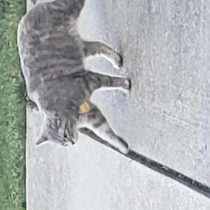 Found Cat unknown