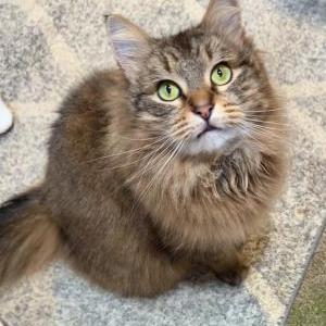 Lost Cat Moose