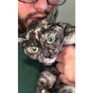 Image of Mich, Lost Cat