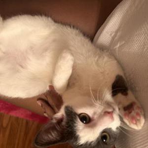 Image of Toulouse, Lost Cat