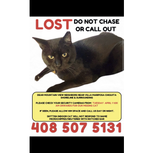 Image of Spooki, Lost Cat