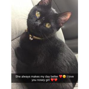 Lost Cat Nosey or Nosey girl
