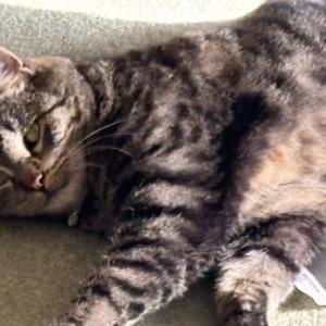 Image of Twix, Lost Cat