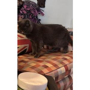 Lost Cat Sydney