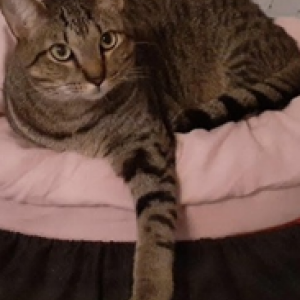 Image of Keanu, Lost Cat