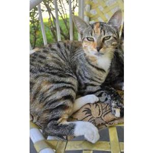 Lost Cat Lulu