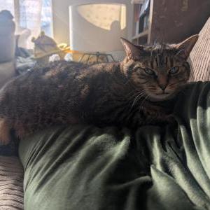 Lost Cat Olive