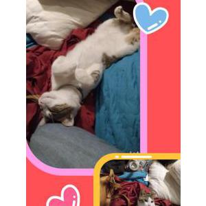Image of Fat fat, Lost Cat