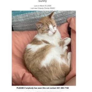 Lost Cat Sunny