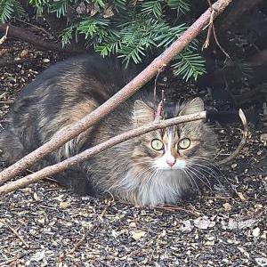 Image of Unknown, Found Cat