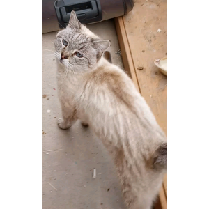 Image of Unknown, Found Cat