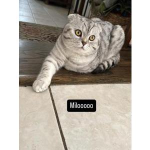 Image of Milo, Lost Cat