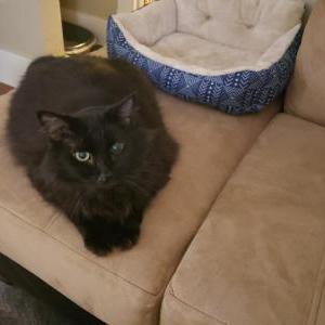 Lost Cat Obie
