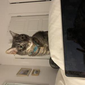 Lost Cat Jasmine