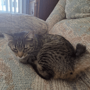 Image of Poo Poo, Lost Cat