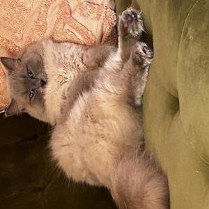 Image of Claude, Lost Cat