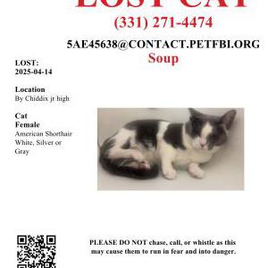 Lost Cat Soup