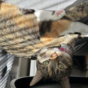 Lost Cat Kitty