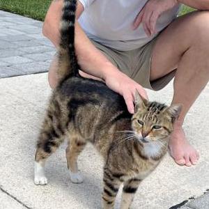 Image of Unknown, Found Cat