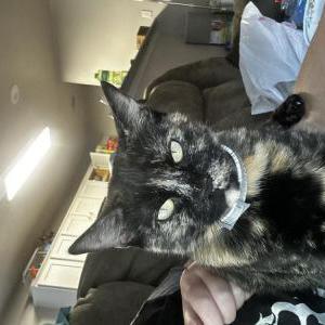 Image of Beezy, Lost Cat