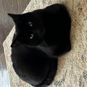 Lost Cat Mittens