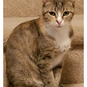 Lost Cat Jackie