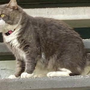 Lost Cat Keon