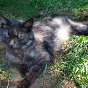 Lost Cat Princess