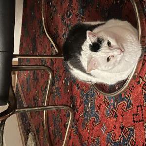 Image of Frankie, Lost Cat