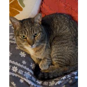 Lost Cat Rusty