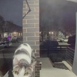 Found Cat Unknown