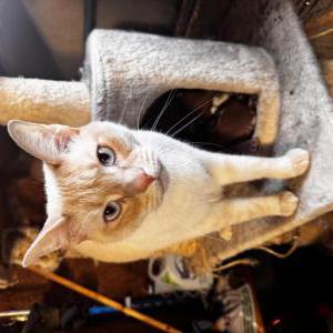 Image of Riptide, Lost Cat