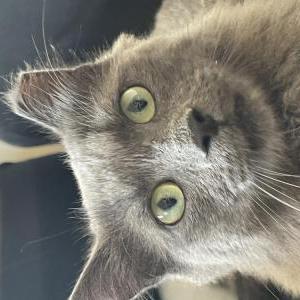 Lost Cat Turtle