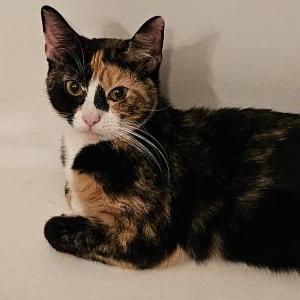 Lost Cat Lily