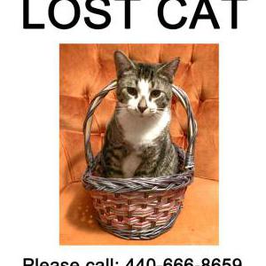 Lost Cat Piggy