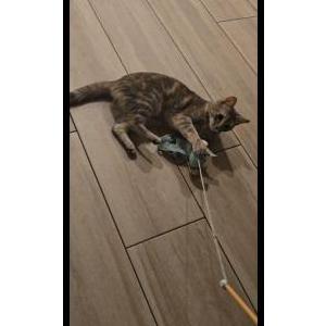 Image of ROXY, Lost Cat