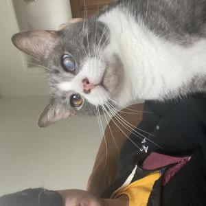 Lost Cat Leo