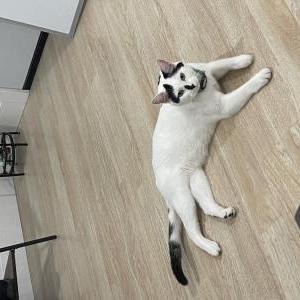 Image of Hades, Lost Cat