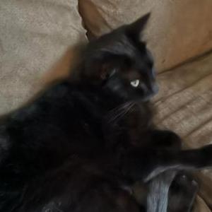 Image of Bella, Lost Cat