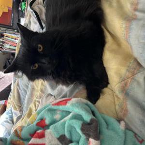 Lost Cat Princess